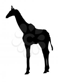 Side Profile Image of Young Giraffe Standing Silhouette