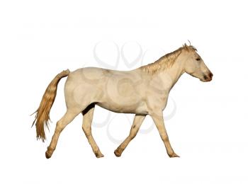 Detailed Portrait Isolated Picture of Large Horse Galloping