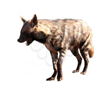 Detailed Portrait Isolated Picture of Spotted Hyena with Open Mouth