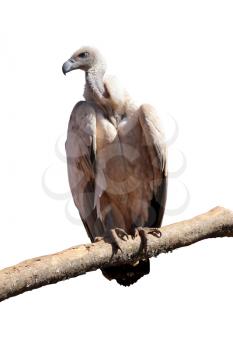 Detailed Portrait Isolated Picture of Large Vulture on Branch