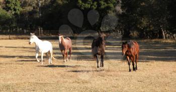 Four Horses Running Over Winter Grass Field 