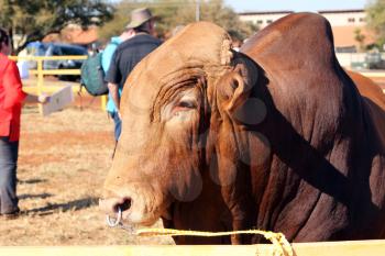 Brown Brahman bull head photo with nose ring.