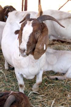 Healthy white and brown Boerbok, Africander, Afrikaner, South African common goat