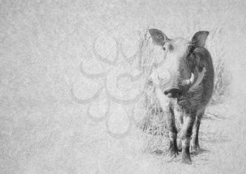 Greyscale Black and White Foldable Card Image of Large Warthog on Leather Type Textured Paper with Heading and Large Text Area