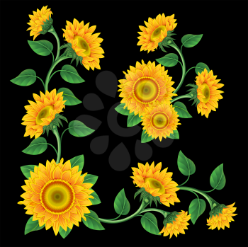 Royalty Free Clipart Image of a Sunflower Background on Black