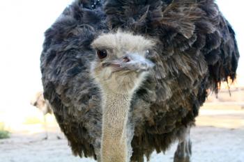 head and trunk of ostrich