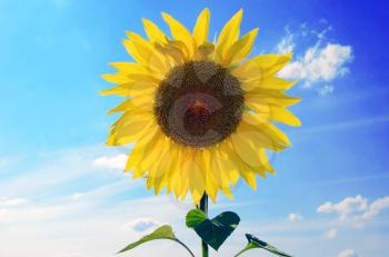 sunflower on a background blue sky