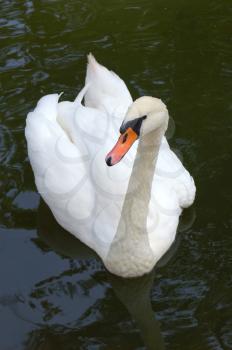 a white swan swimming on water