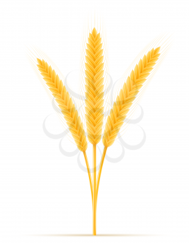 yellow ears of ripe wheat spikelet vector illustration isolated on white background
