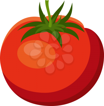 Tomato on a white background. Vegetables, vitamins, healthy food. Diet, vegetarianism. Vector