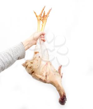 singed the chicken in his hand on a white background