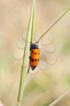 ladybug on grass 