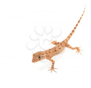 brown spotted gecko reptile isolated on white 