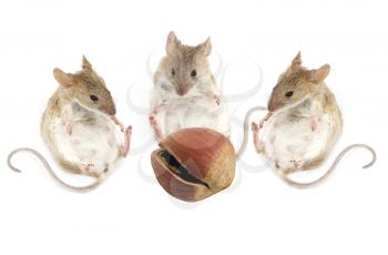 three mouse sit and look at the hazelnuts on a white background