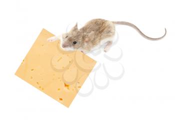 Funny rat and cheese isolated on white background 