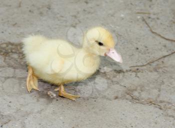 yellow duckling on the cement
