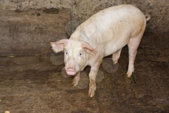 pig on a farm 