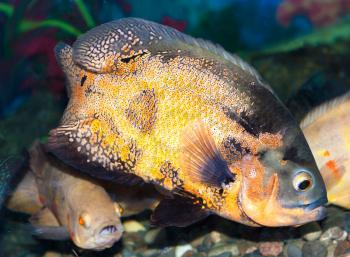 Spotty greater triggerfish floats in an aquarium 