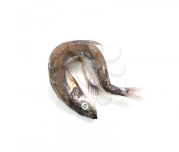 Capelin fish isolated on the white background 