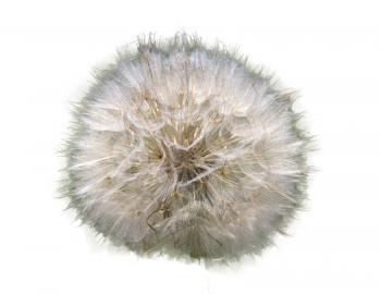Beautiful flower of the dandelion background of the herb 
