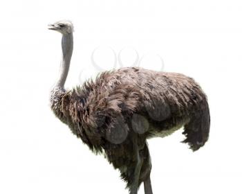 ostrich on white background
