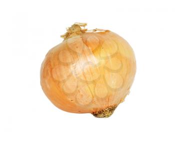 Single onion bulb isolated on white background 