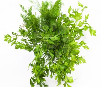 Dill and parsley are shown in the picture. 