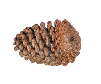 Cedar cone isolated on white background 