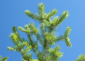 Green pine tree branches 