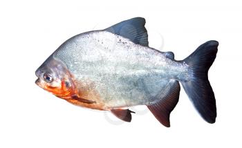 Piranha fish