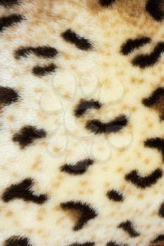 abstract texture of leopard skin 