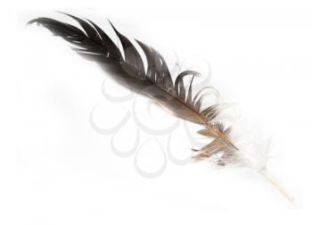 Feather of a bird on a white background