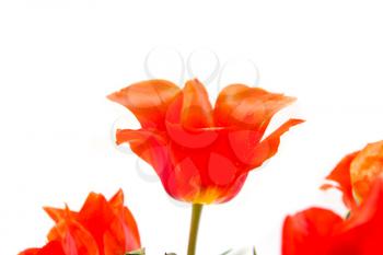 wild Tulip red on a white background