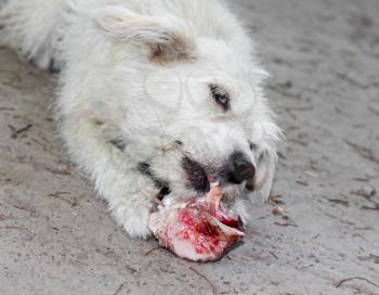 white dog gnawing a bone