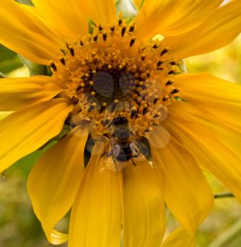 The bee on a sunflower collects honey