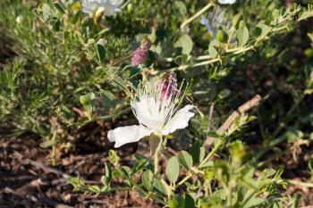 white thorn flower