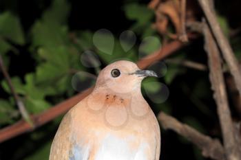 dove at night