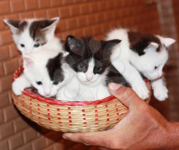 four kitties