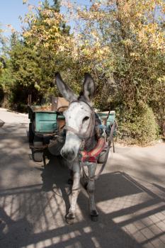 donkey with a cart