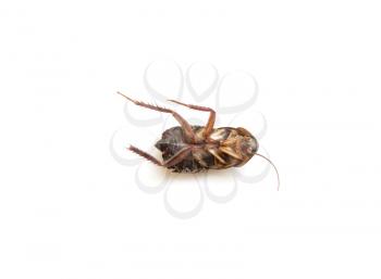 Dead cockroach close up 