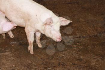 pig on a farm 