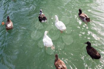 geese swim away