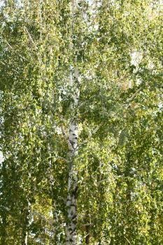 birch by autumn