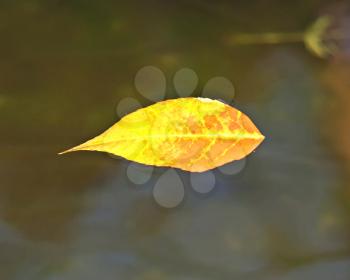 Autumn leaf floating in river 