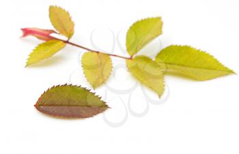 two autumn leaf on white background