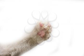 paw of the cat on white background
