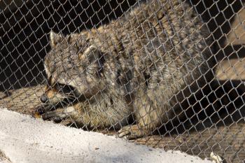 raccoon in a cage at the zoo