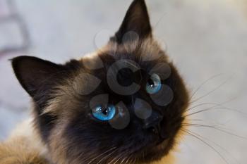 Siamese cat with dark blue eyes a portrait