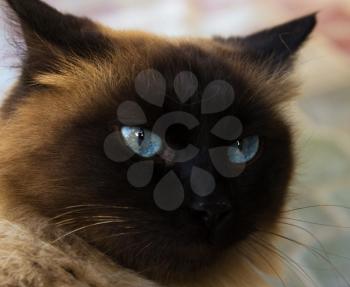 Siamese cat with dark blue eyes a portrait
