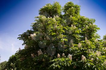 blooming chestnuts